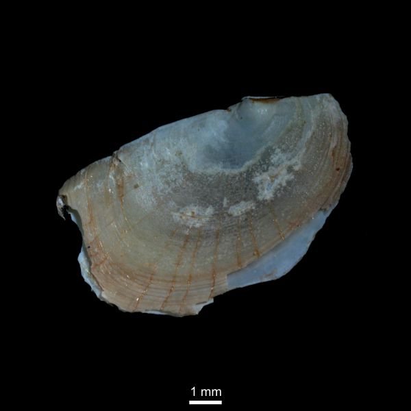 Pandora glacialis Pandora glacialis