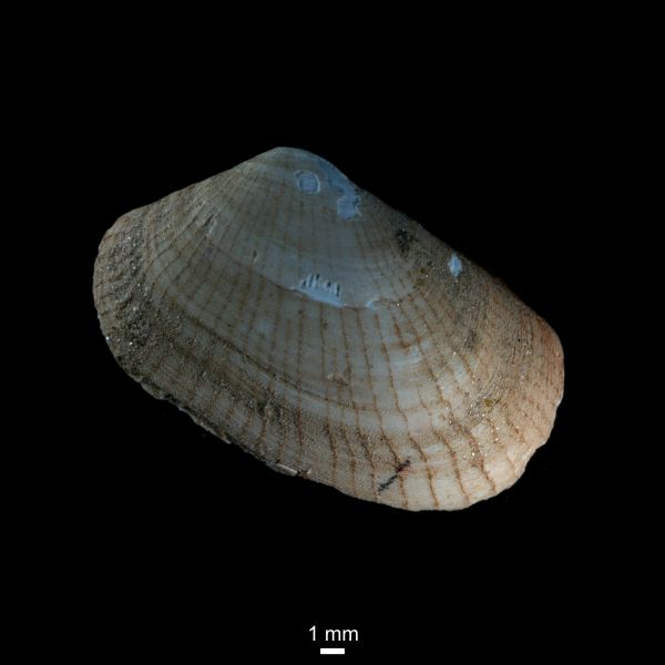 Lyonsia arenosa Lyonsia arenosa