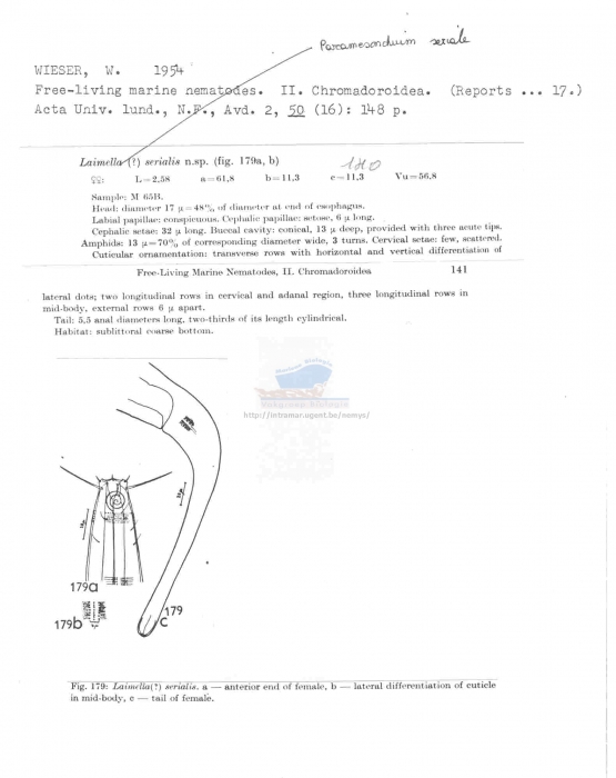 Paramesonchium seriale