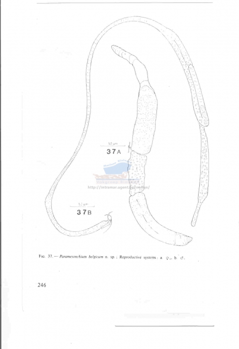 Paramesonchium belgicum