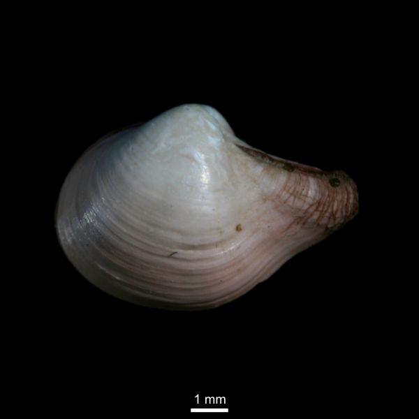 Cuspidaria subtorta Cuspidaria subtorta