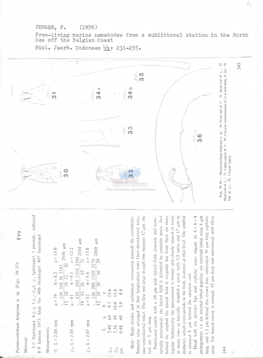 Paramesonchium belgicum