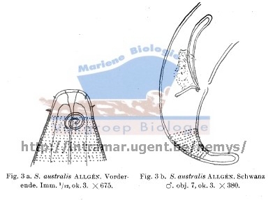 Sabatieria australis