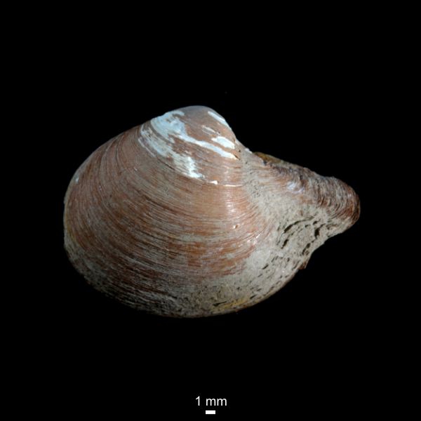 Cuspidaria arctica Cuspidaria arctica