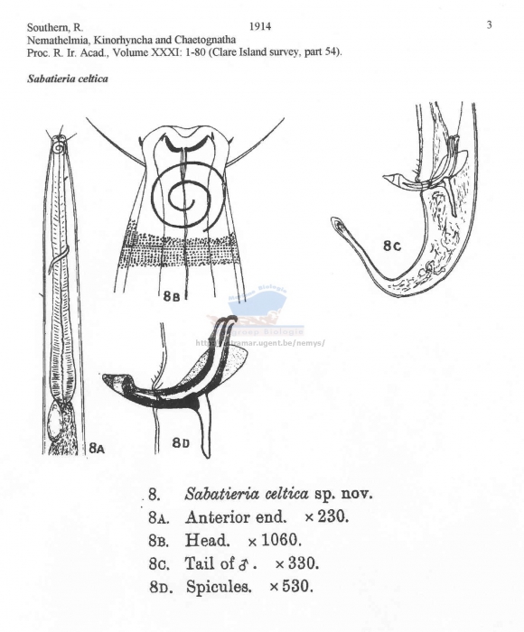 Sabatieria celtica