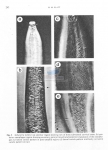 Sabatieria kelletti