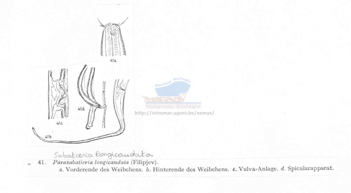 Sabatieria longicaudata