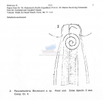 Sabatieria mortenseni