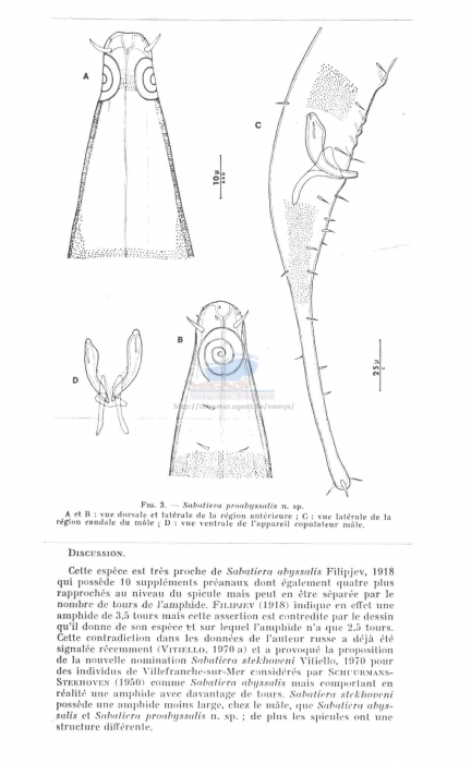 Sabatieria ornata