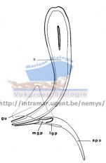 Part: spicules