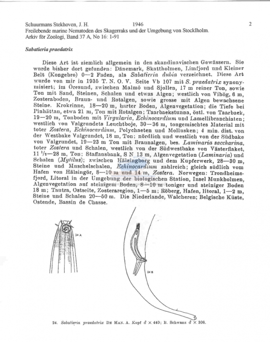 Sabatieria praedatrix