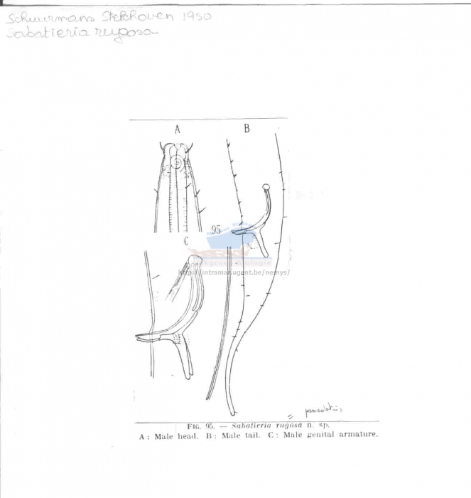 Sabatieria praedatrix