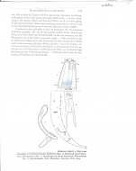 Sabatieria pulchra