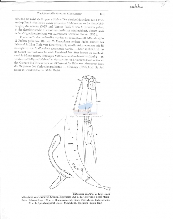 Sabatieria pulchra