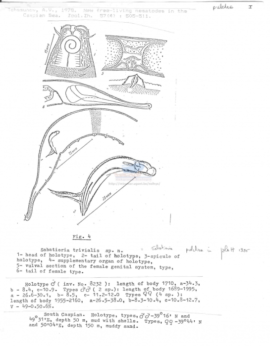 Sabatieria pulchra