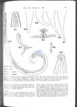 Sabatieria pulchra