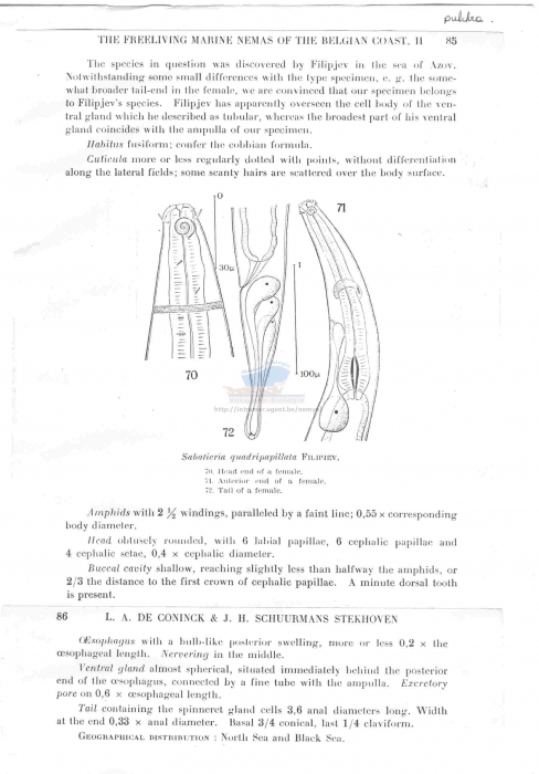 Sabatieria pulchra