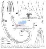 Sabatieria pulchra