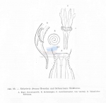 Nematode file-library of the Marine Biology Section (Ghent University, Belgium)