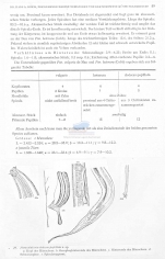 Sabatieria dodecaspapillata