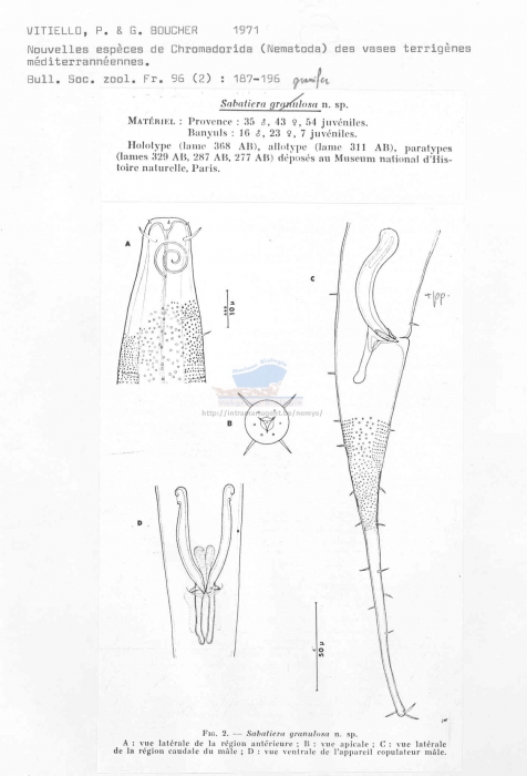 Sabatieria granifer