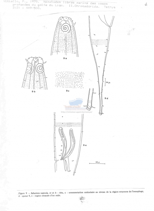 Sabatieria vasicola