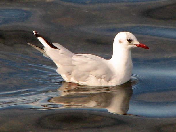 Brown-hooded Gull (Larus maculipennis) Brown-hooded Gull (Larus maculipennis)