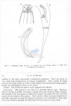 Nematode file-library of the Marine Biology Section (Ghent University, Belgium)