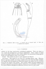 Sabatieria alata