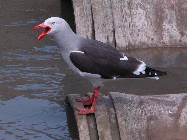 Dolphin Gull (Larus scoresbii)