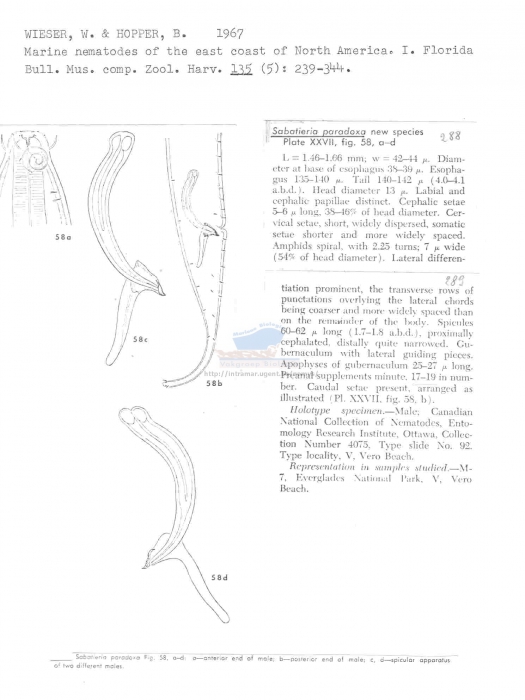 Sabatieria paradoxa