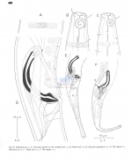 Sabatieria punctata