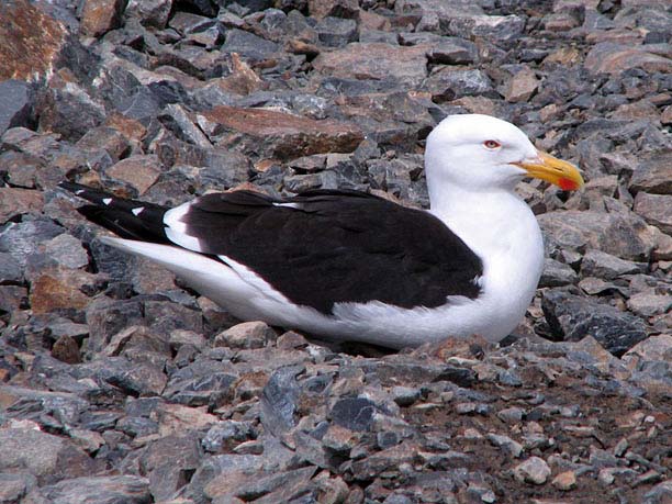 Kelp Gull (Larus dominicus)