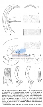 Sabatieria punctata