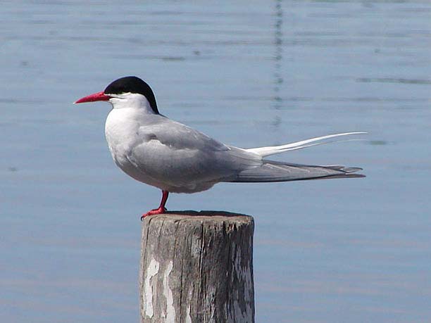 South American Tern (Sterna hirundinacea) South American Tern (Sterna hirundinacea)