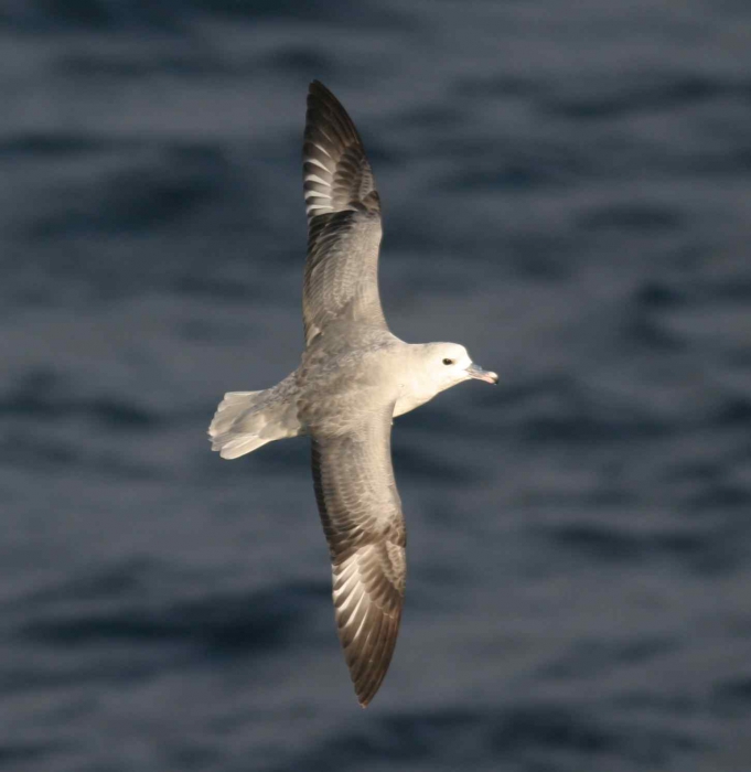 Antarctic Fulmar (Fulmarus glacialoides) Antarctic Fulmar (Fulmarus glacialoides)