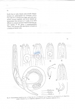 Pararaeolaimus rumohri