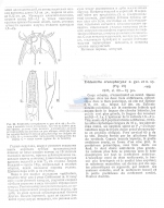 Tridentellia crenopharynx