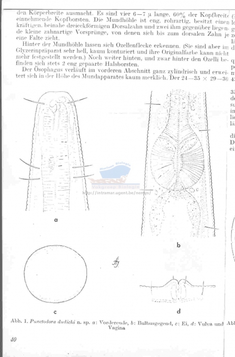 Punctodora dudichi