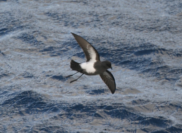 Black-bellied storm-petrel (Fregetta tropica) 