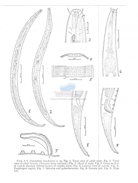 Punctodora exochopora