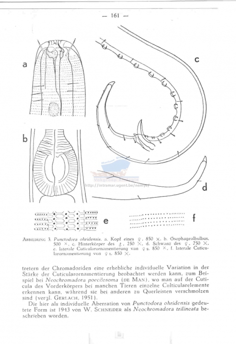 Punctodora ohridiensis