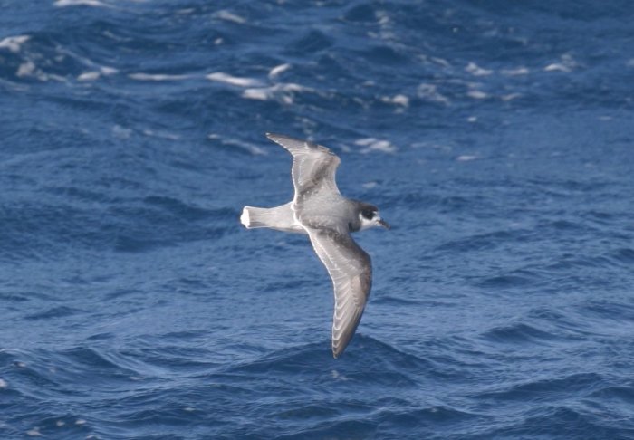 Blue petrel (Halobaena caerula) Blue petrel (Halobaena caerula)