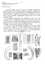 Steineridora loricata