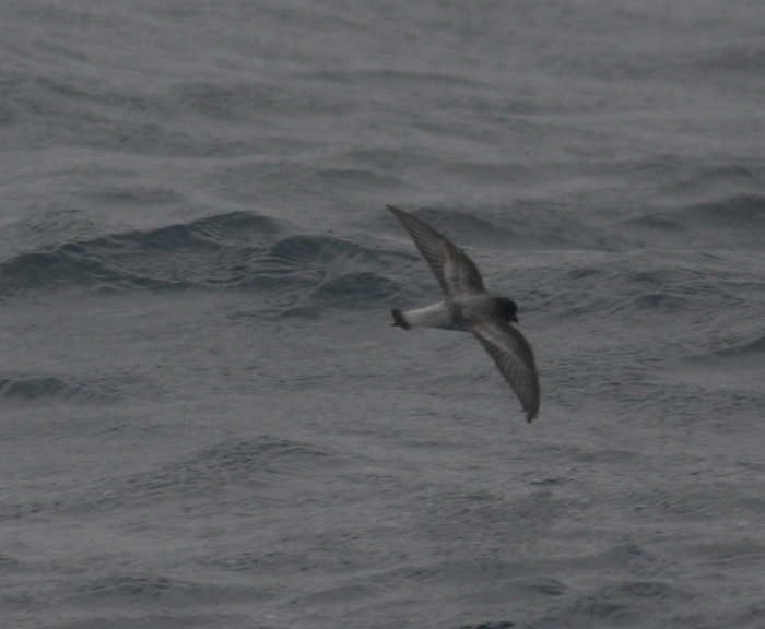 Grey-backed storm-petrel (Garrodia nereis)