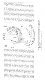 Steineridora archaica