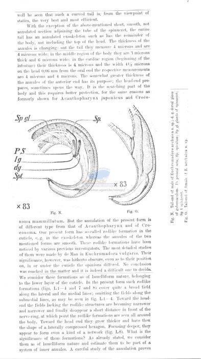 Steineridora archaica