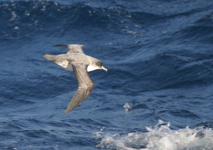 Grey petrel (Procellaria cinerea) Grey petrel (Procellaria cinerea)