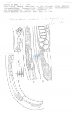 Steineridora archaica