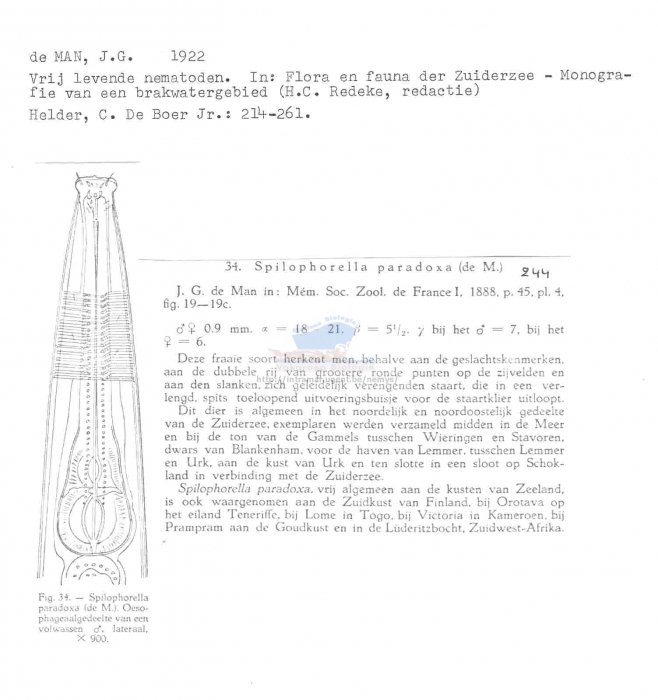 Spilophorella paradoxa